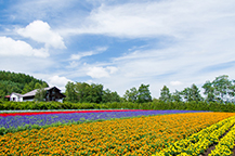 ファーム富田