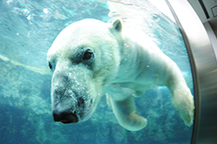 旭山動物園